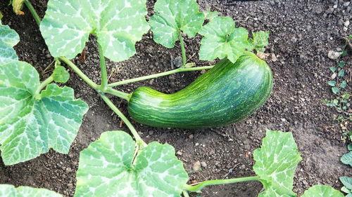 腹泻可以吃瓠瓜吗,腹泻期间适宜食用瓠瓜的饮食建议 第1张 腹泻可以吃瓠瓜吗,腹泻期间适宜食用瓠瓜的饮食建议 第1张