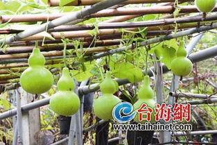 吃葫芦瓜会不会解药,天然解药的秘密 第1张 吃葫芦瓜会不会解药,天然解药的秘密 第1张