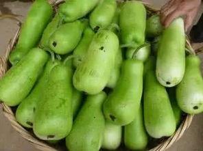 吃葫芦瓜会不会解药,天然解药的秘密 第2张 吃葫芦瓜会不会解药,天然解药的秘密 第2张