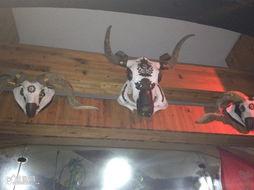 城市猎人吃瓜,揭秘吃瓜背后的秘密世界 第3张 城市猎人吃瓜,揭秘吃瓜背后的秘密世界 第3张