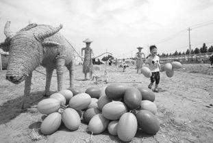 武陟的吃瓜视频,揭秘当地特色美食背后的故事 第1张 武陟的吃瓜视频,揭秘当地特色美食背后的故事 第1张