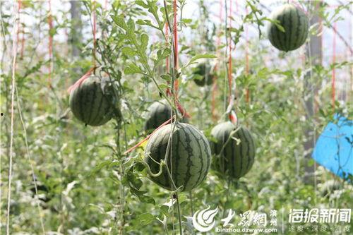 武陟的吃瓜视频,揭秘当地特色美食背后的故事 第3张 武陟的吃瓜视频,揭秘当地特色美食背后的故事 第3张