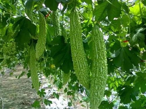 清心吃瓜,揭秘娱乐圈的甜蜜与苦涩 第1张 清心吃瓜,揭秘娱乐圈的甜蜜与苦涩 第1张