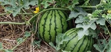 吃瓜小呆瓜,揭秘娱乐圈那些不为人知的幕后故事 第3张 吃瓜小呆瓜,揭秘娱乐圈那些不为人知的幕后故事 第3张