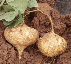 在土瓜湾吃土瓜,探寻地道土瓜风味 第1张 在土瓜湾吃土瓜,探寻地道土瓜风味 第1张