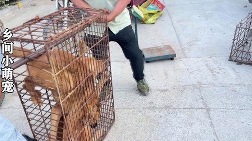 欧美夹子音吃鸡什么瓜,欧美夹子音热潮下的“吃鸡”瓜界风云  第1张