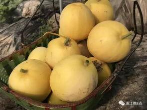 吃瓜有什么气质,揭秘吃瓜群众的独特气质  第2张