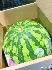 武汉夏天吃瓜,解暑消夏的武汉特色美食之旅  第1张