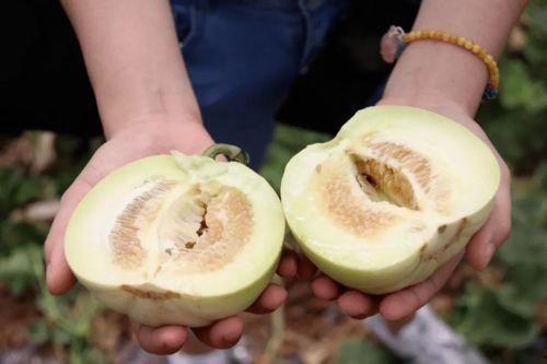 香水里的瓜怎么吃,揭秘香水中瓜的食用之道  第1张