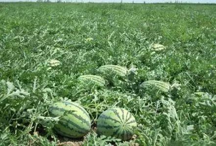 杞县的吃瓜事件,一场引发热议的乡村误会  第2张