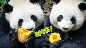 吃瓜黑崽  第2张