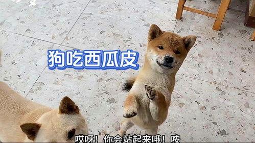 吃瓜黑崽  第3张