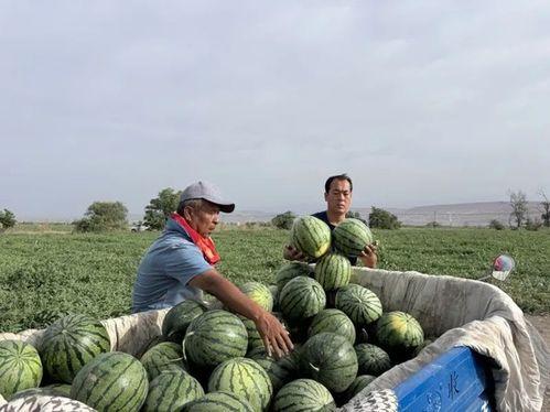 2024长垣吃瓜,揭秘当地特色美食与民俗风情  第2张