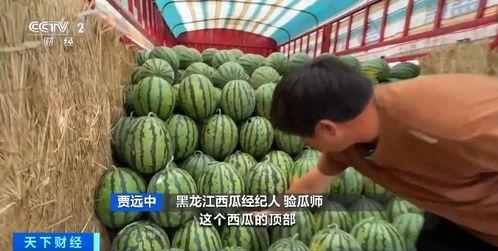 黄小花吃瓜  第3张