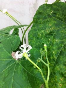 贵州吃的瓜花,瓜花美食之旅  第1张