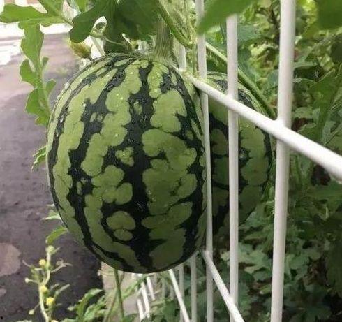 坐盆里吃瓜,悠然自得的生活艺术  第1张